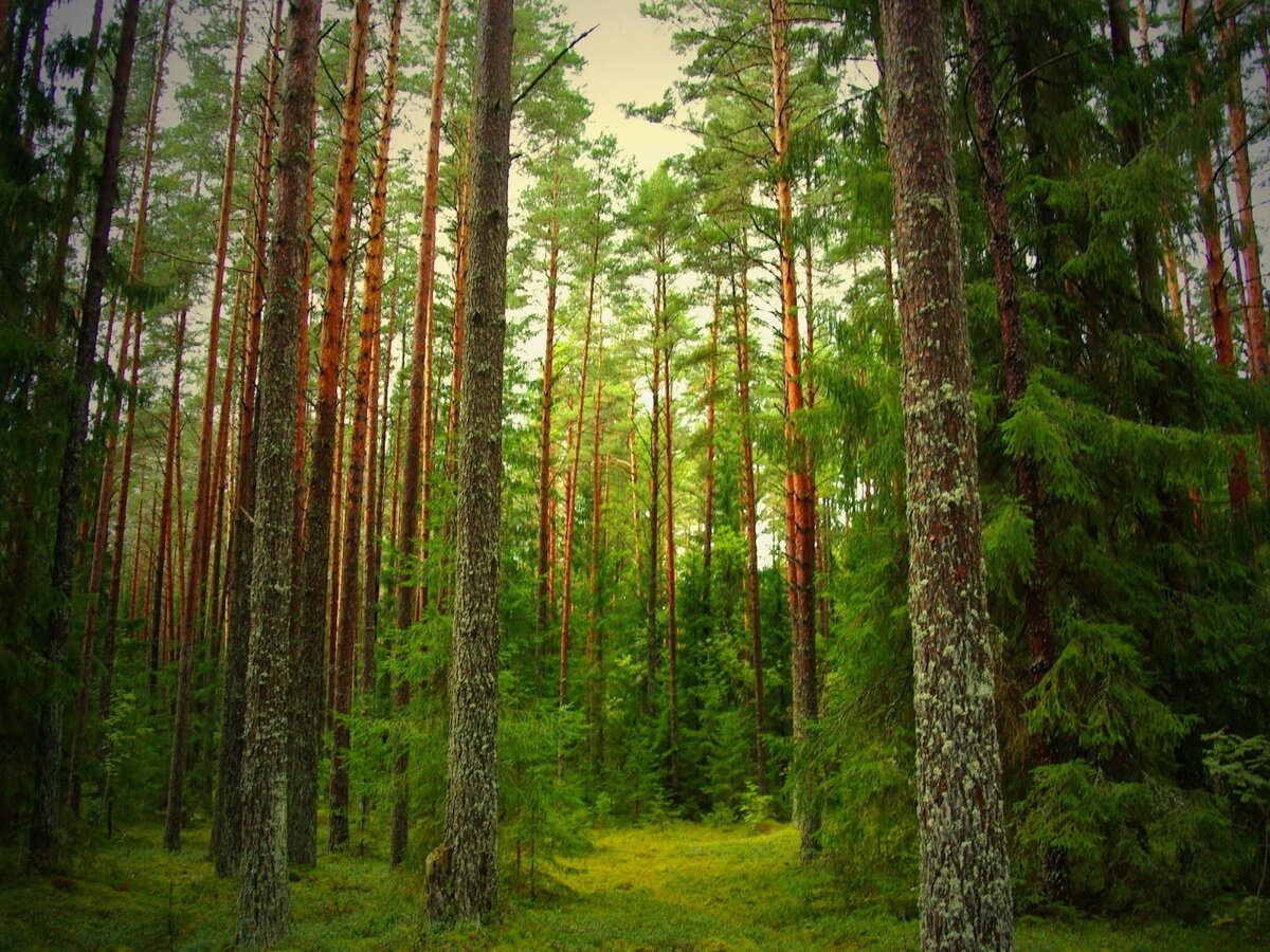 Взято из Яндекс картинки