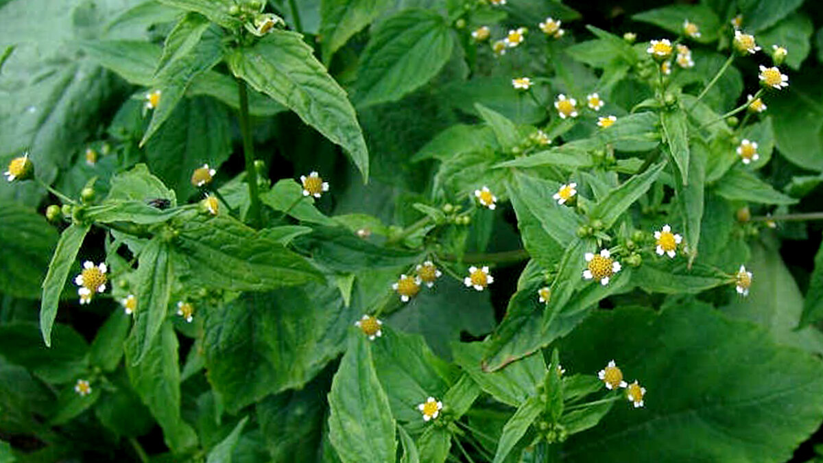 Галинсога мелкоцветковая