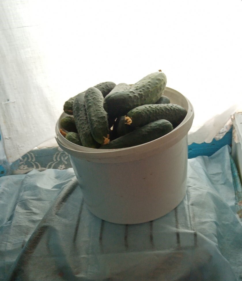 Урожай огурцов