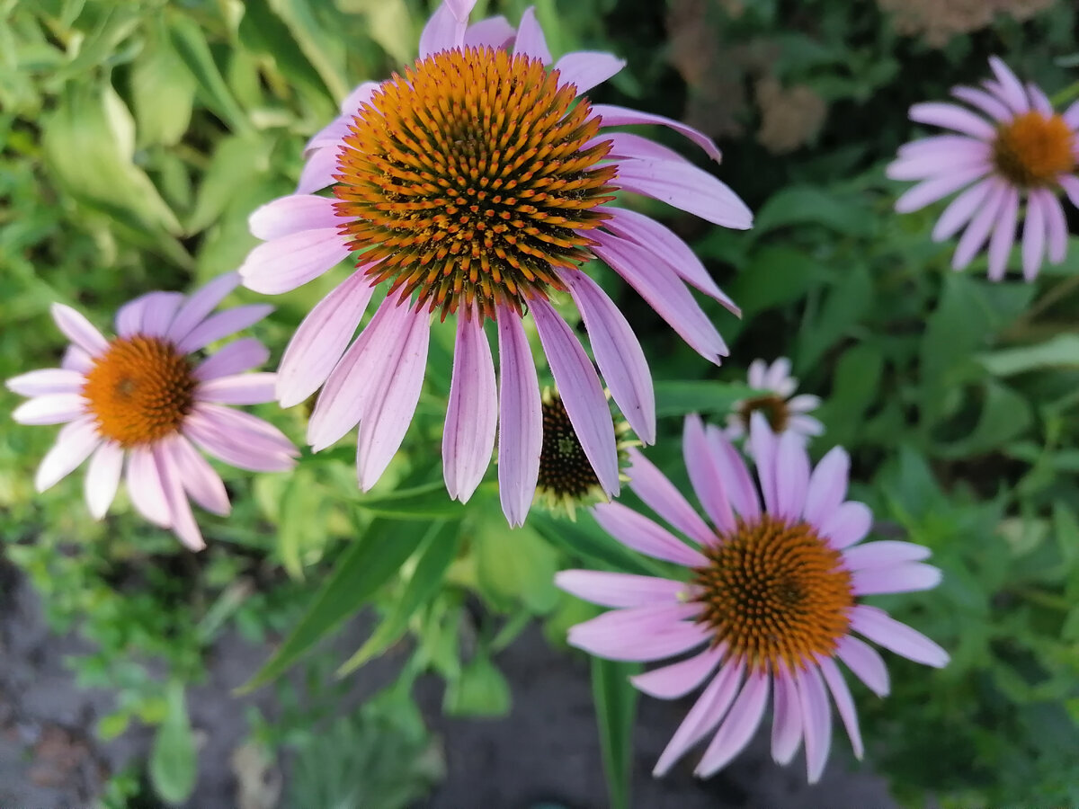 Эхинацея пурпурная
