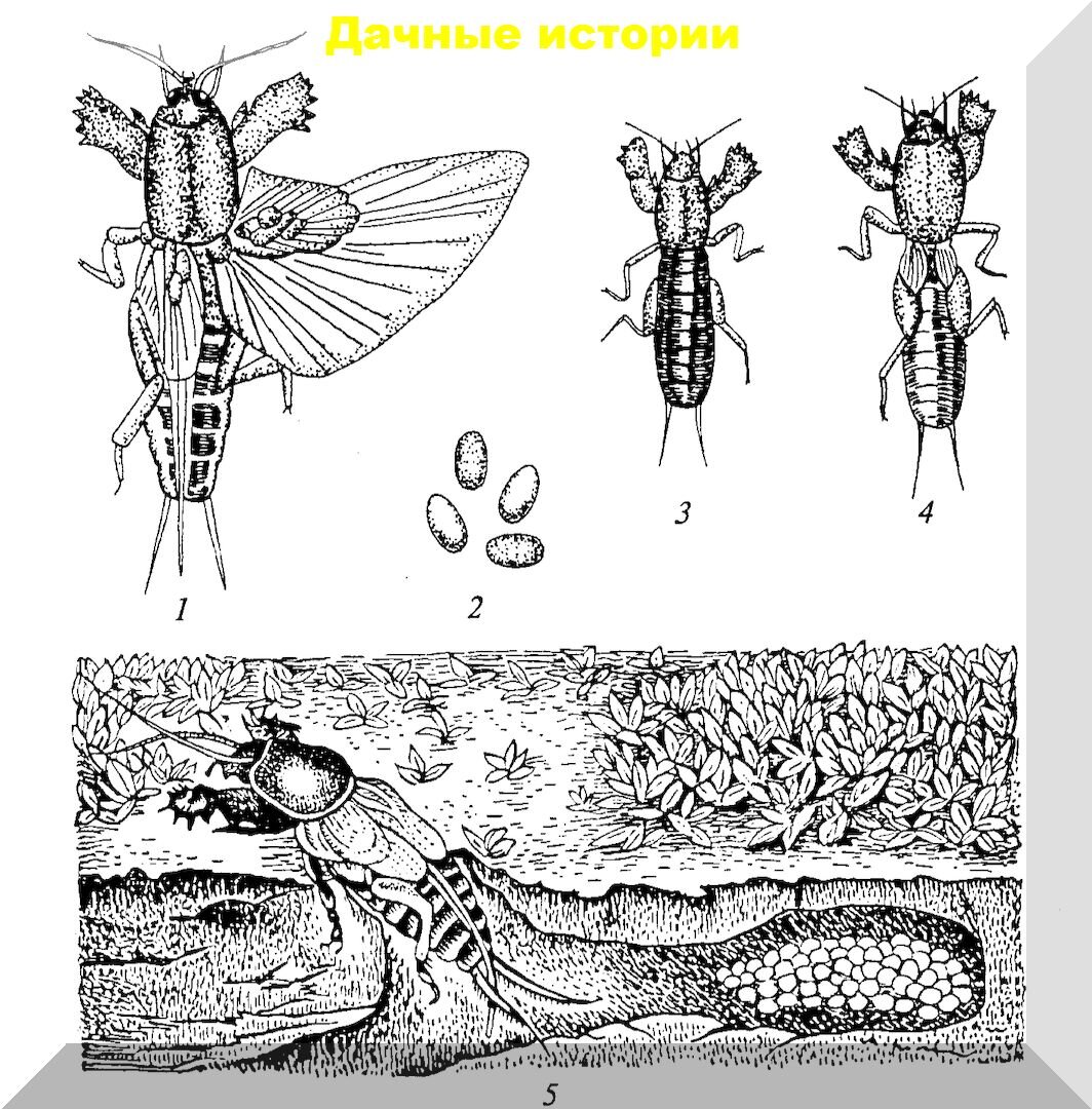 Фазы развития медведки в картинках