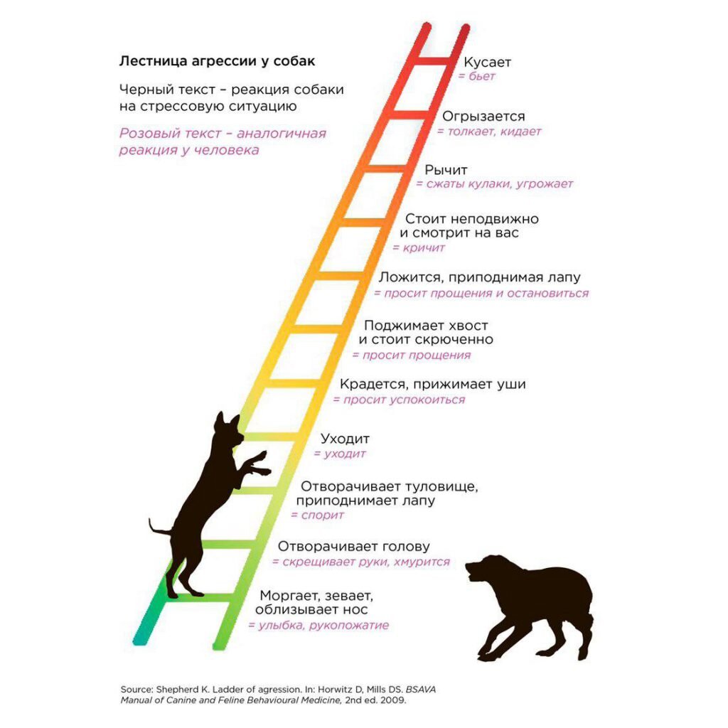 Вопреки названию, лестница агрессии не про агрессивные сигналы собаки. Она лишь наглядно показывает, сколько всего незаметного сделает собаченька прежде чем укусить.