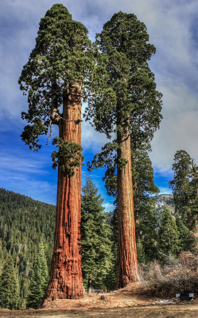 Секвойя дерево. Секвойядендрон гигантский Мамонтово дерево. Секвойя вечнозелёная (Sequoia sempervirens). Секвойя дерево гигант. Самые крупные деревья в россии