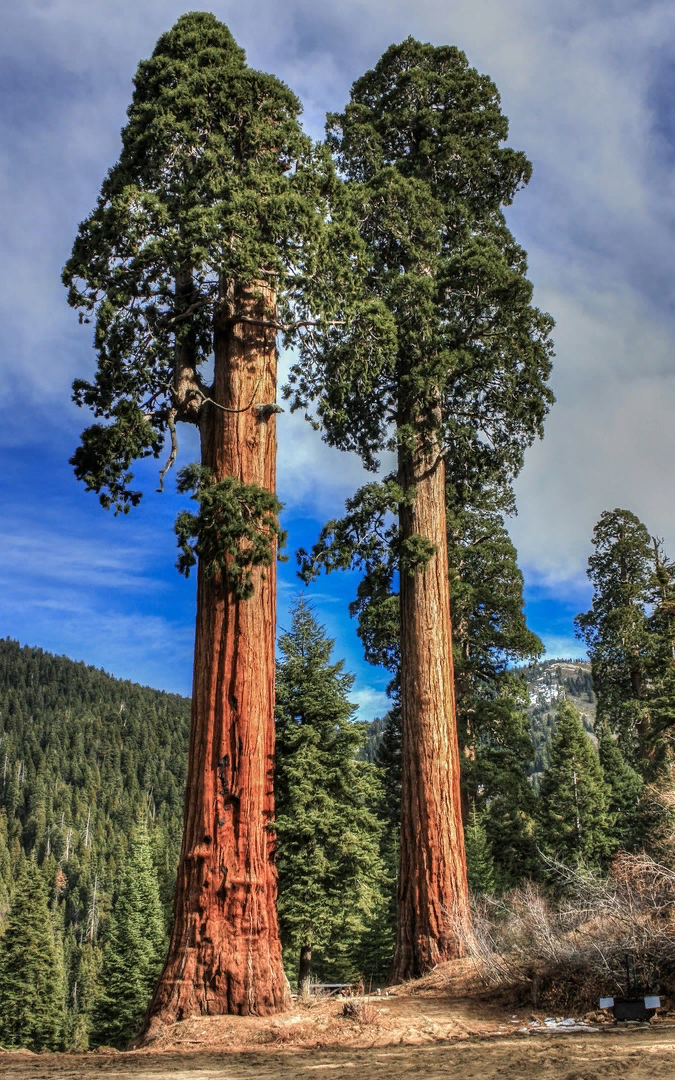 Какая сосна самая высокая. Секвойя дерево. Секвойя вечнозелёная (Sequoia sempervirens). Секвойя дерево гигант. Секвойядендрон гигантский Мамонтово дерево.