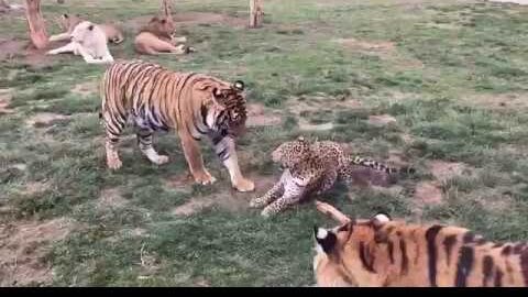 Тигр против тигра 8 на русском. Тигр против тигра 8 на русском. Барбарийский лев против тигра. Лев против тигра. Тигр vs лев.