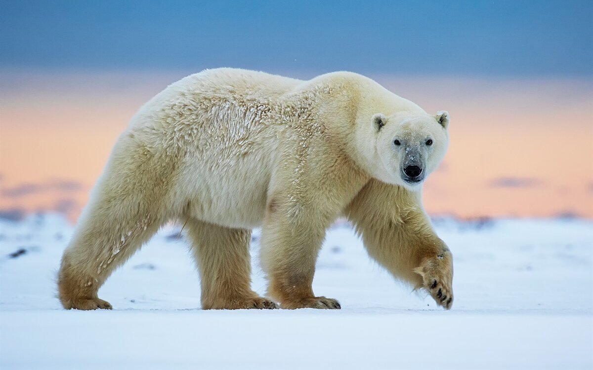 Полярный медведь.