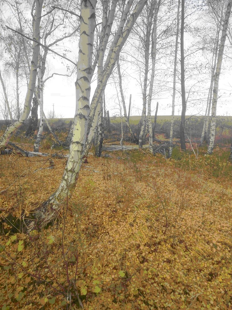 Фото Мальневой Александры осенние березы.