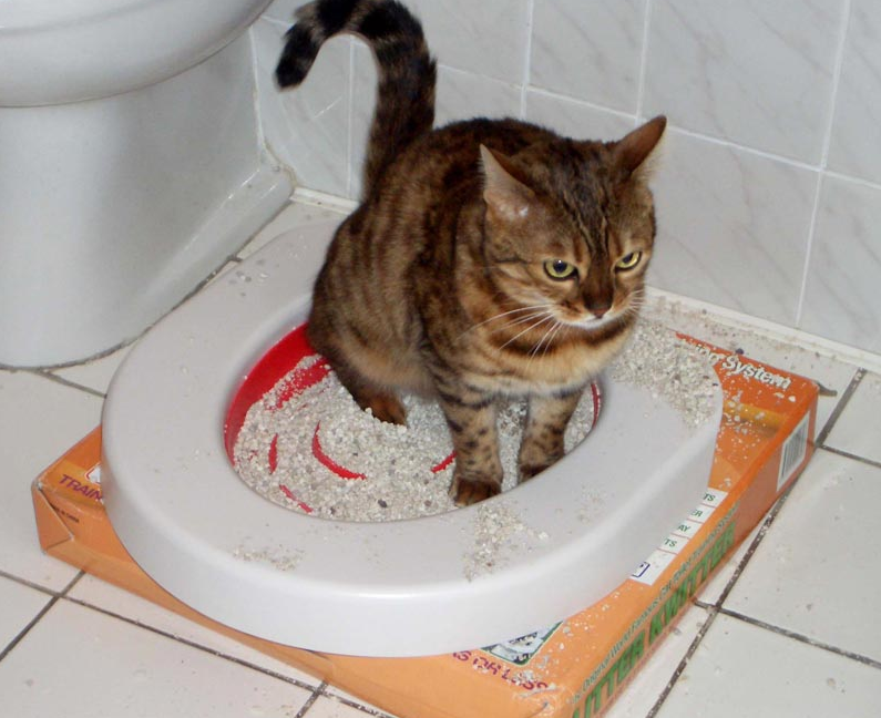 Фотография взята из свободного источника