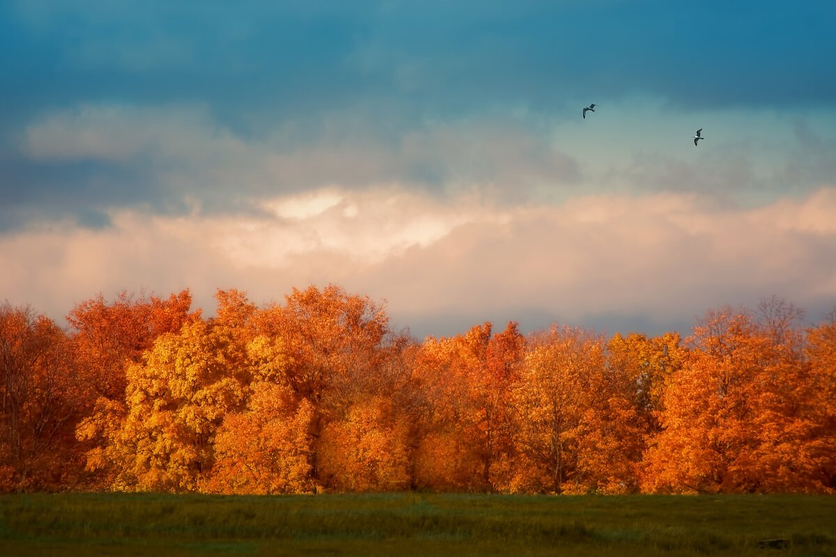 Яндекс.Картинки