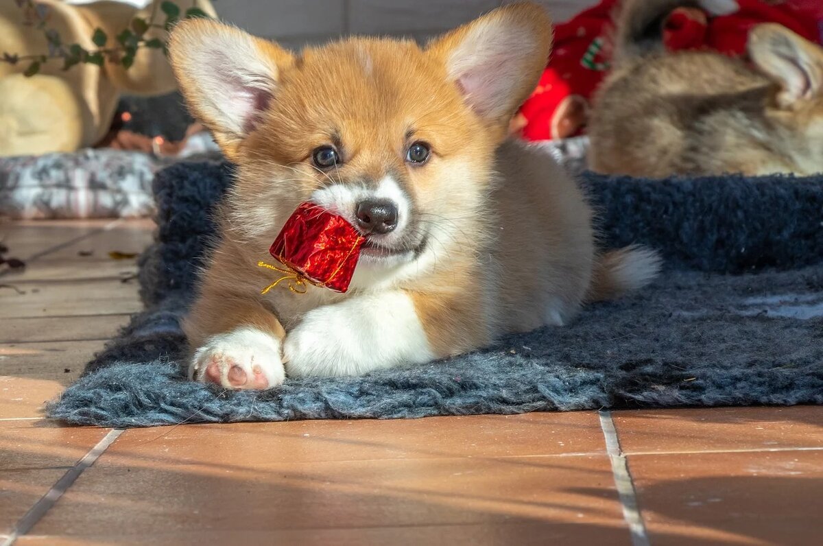 Фото: источник pixabay.com