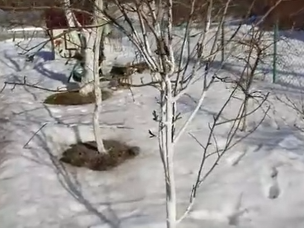 Побелка деревьев. Скрин с канала "Слава сделает"