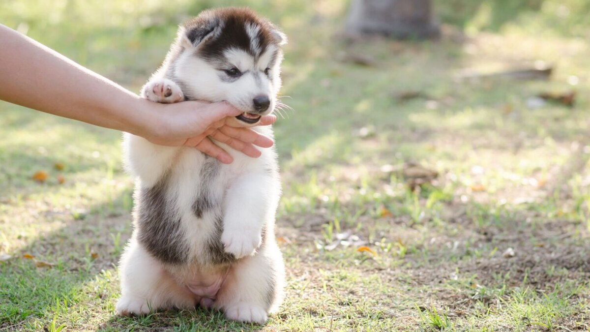 Пошаговая инструкция, как отучить щенка кусаться? | Dog Breeds | Дзен