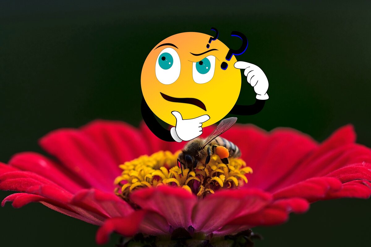 Можно ли стереть память пчёлам?