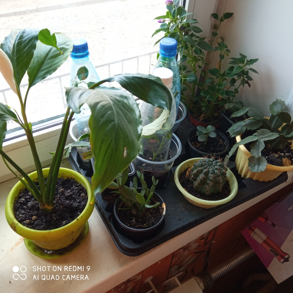 мой маленький оконный сад