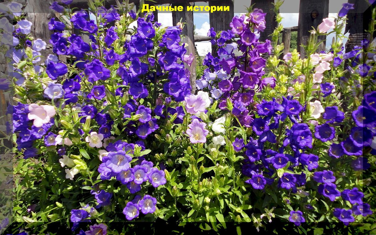https://vk.com/photo-159774511_457253846