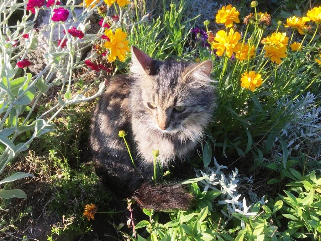 Тут Васька выглядит неплохо, но он в то время болел и его кормили со шприца