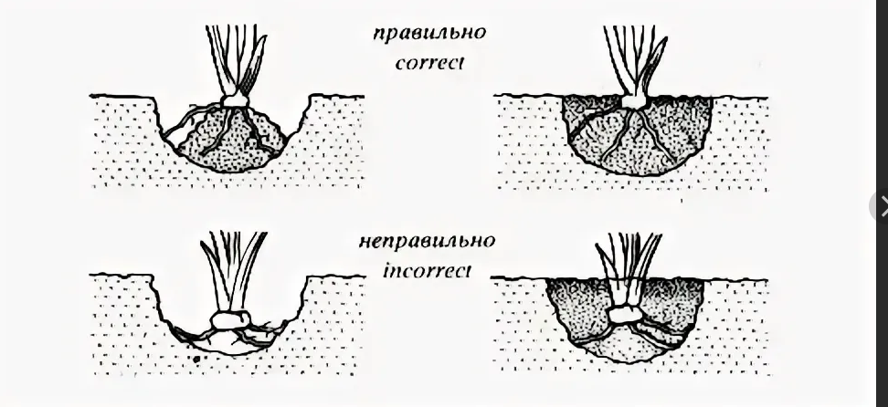 Анемоны схема посадки