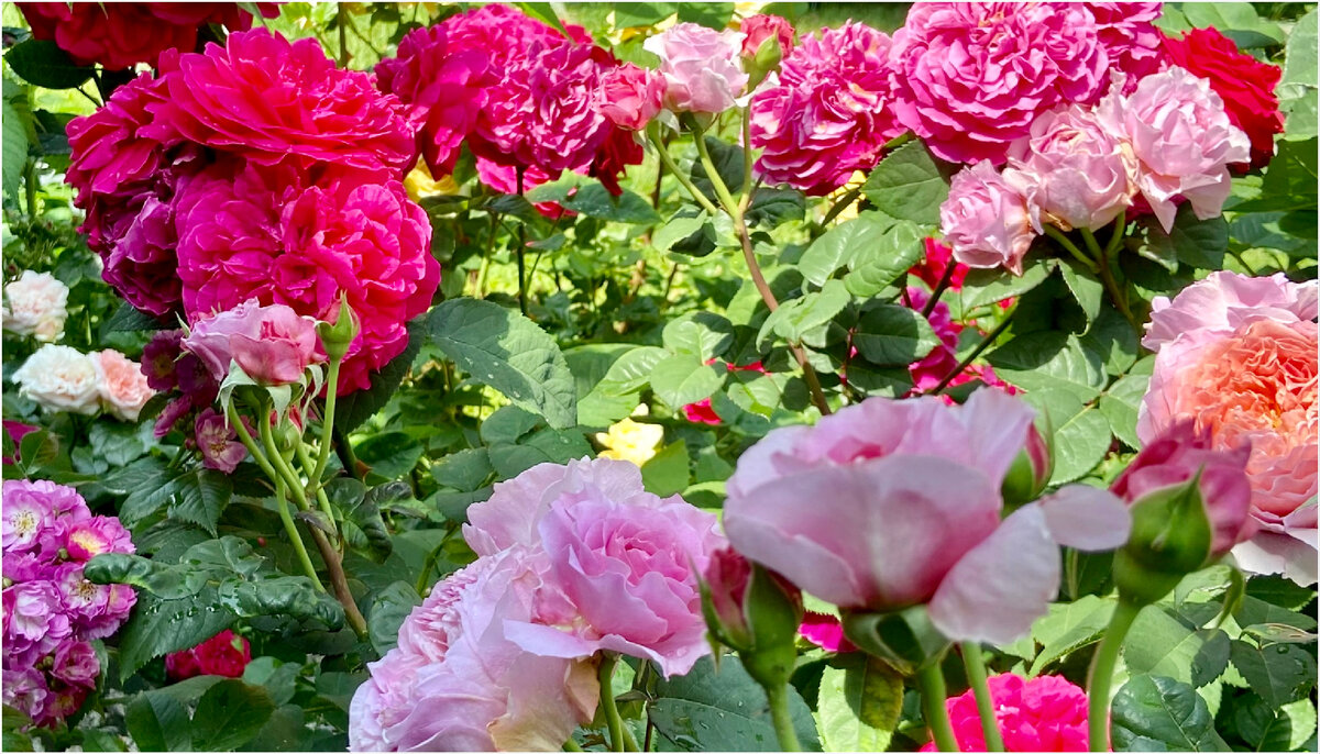 Eisvogel (Айсфогель) и ее соседки - вполне здоровые розы, даже несмотря на то, что ежегодно выходят из зимовки с мелкими пятнами ИО.