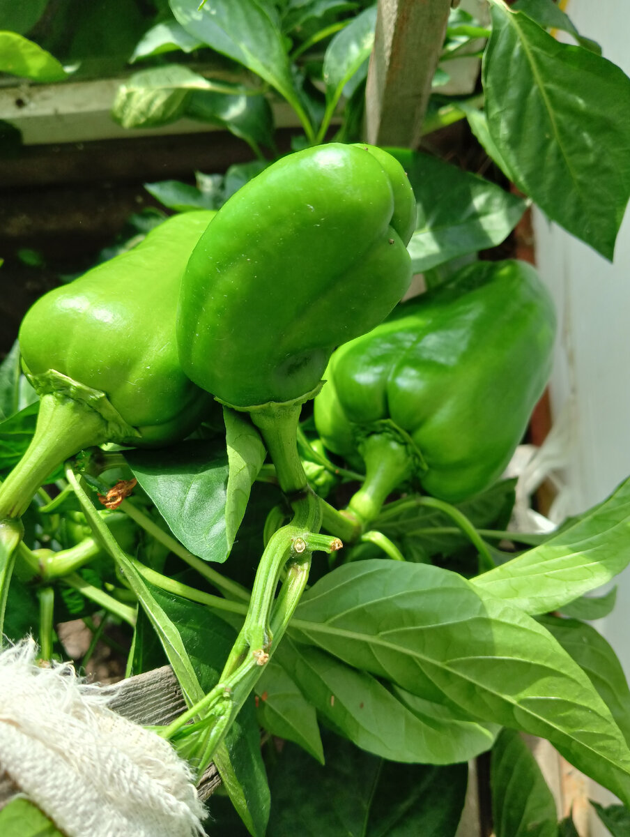 Будет приятно, если эти красавцы покраснеют на корню!