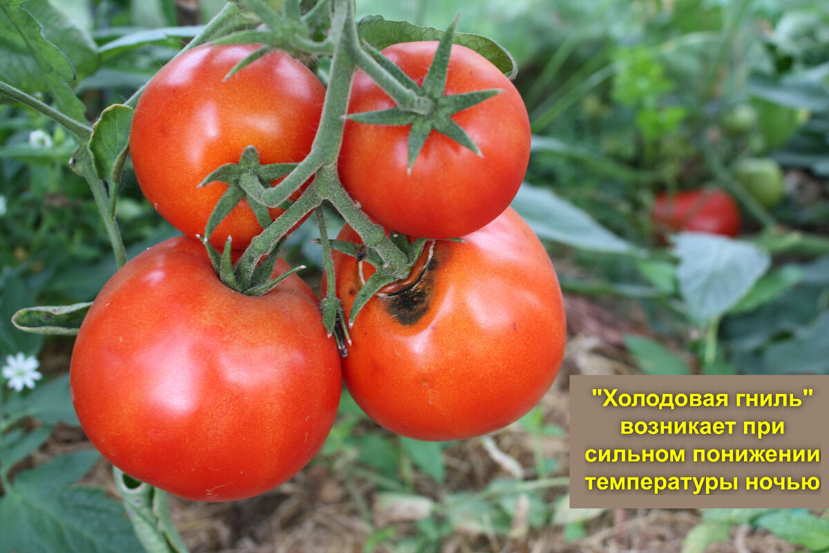 На фото - "холодовая"  гниль томатов - так называют эту болезнь в народе.   Фактически - это разновидность грибной инфекции, обычно - серая гниль. Черные пятна - это уже спороношения гриба. 
Часто садоводы видят такие пятна и начинают бить тревогу, считая, что это фитофтороз, а значит, все плоды потемнеют...  Они срочно опрыскивают растения каким-то химическим фунгицидом, а заодно снимают все крупные плоды, даже незрелые. 
На самом деле опасности массового заражения нет. Серая гниль обычно поражает плоды, на котрых имеются какие-то механические повреждения - например,  трещины у плодоножки или трещины вдоль плода  от неравномерных поливов, чаще всего на спелых плодах. Также серая гниль может прицепиться в местах вершинной гнили, где появляется черная "плесень" -  спороношение гриба.  
ЧТО ДЕЛАТЬ? Стараться не допускать растрескивания плодов - подбирать сорта, устойчивые к растрескиванию, равномерно поливать томаты - без сильных перерывов, но и без переливов.  В качестве профилактики вершинной гнили вносить удобрения с кальцием и бором - кальциевую селитру или хелат кальция - 2-4 раза за вегетацию, начиная с июня. 
Какие-то опрыскивания фунгшицидами не дадут эффекта, потому что холодовая гниль развивается очень быстро и как правило на зрелых или почти зрелых плодах, которые мы употребляем в пищу. 
Плоды с черными пятнами от серой гнили можно употреблять в пищу, если пятна только поверхностные и не успели глубоко прорасти внутрь плода. После того, как пятна срезаны, плоды  можно порезать в салат, но лучше пустить их в переработку - замариновать помидоры кусочками или сделать томатный сок. На основе этого сока получаются отличные заготовки:    лечо, помидоры в собственном соку,  кабачки в томатном соке и другие вкусности. Приятного аппетита!  . 
