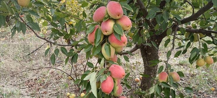    Крымские селекционеры создали новые сорта вкусных груш