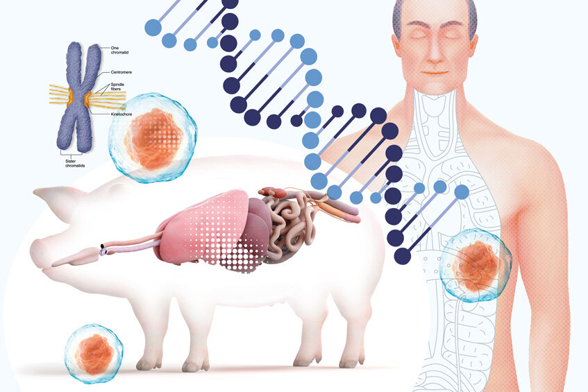 Поросячье будущее трансплантологии