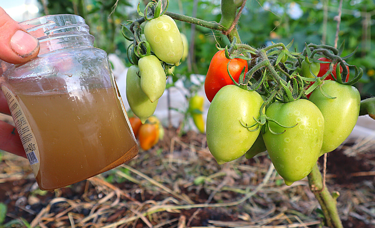 Очень часто для покраснения томатов создаются не совсем идеальные условия, поэтому плоды могут явно затянуто висеть в зеленом состоянии.-4
