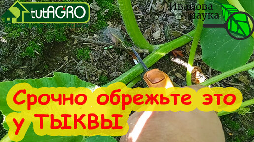 Tải video: СРОЧНО ОБРЕЖЬТЕ ЭТО У ТЫКВЫ! Прокачка тыквы на урожай, сладость и отличное хранение.