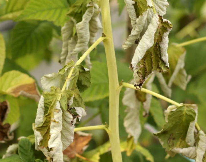 Лебеда - малина-ежевика-цветы, так путешествовал вилт на моем огороде