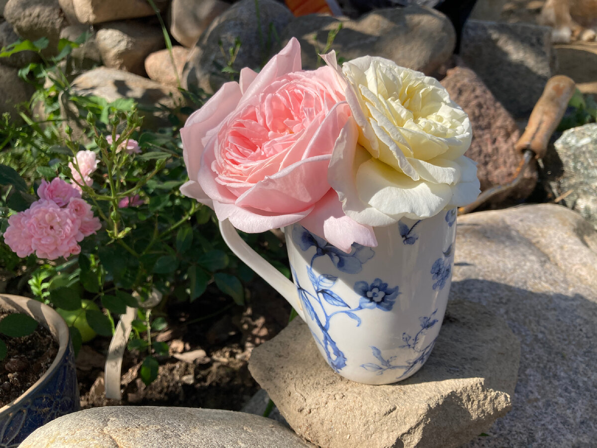 На заднем плане - крошечная Зе Фейри