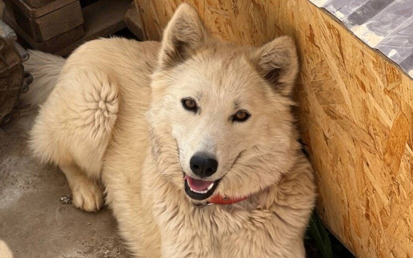    Фото: «Волшебные псы»