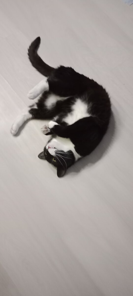 Лечь посреди комнаты и притвориться, что ты умираешь от голода и истощения? Легко!