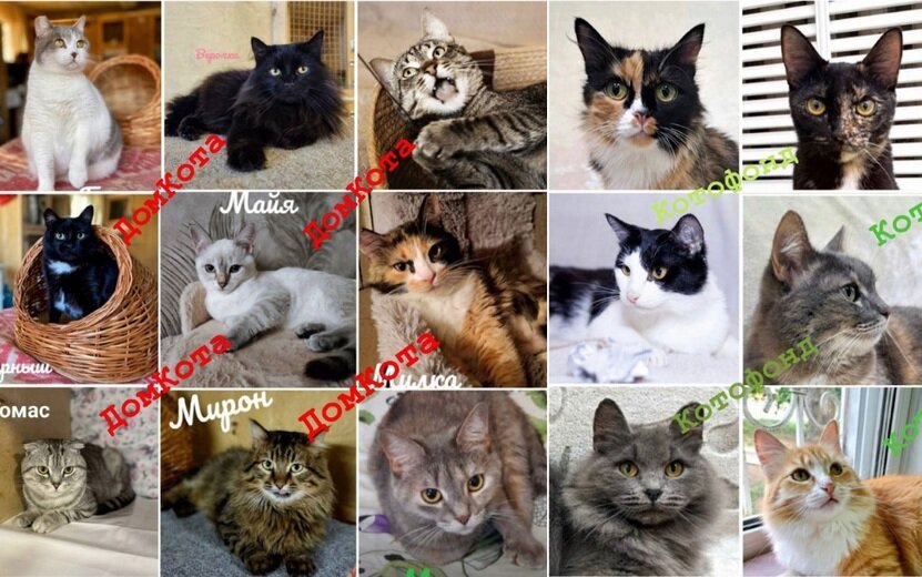    Благотворительный кошачий фестиваль «Я могу! Я помогу! Я заберу!» пройдет в Ижевске