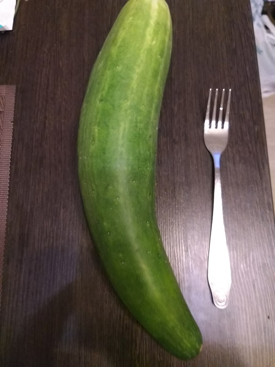 Фото автора. Огурец-гигант