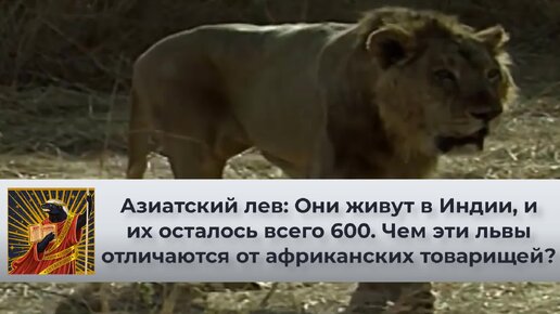 Азиатский лев: Они живут в Индии, и их осталось всего 600. Чем эти львы отличаются от африканских товарищей? | Видео 🎥