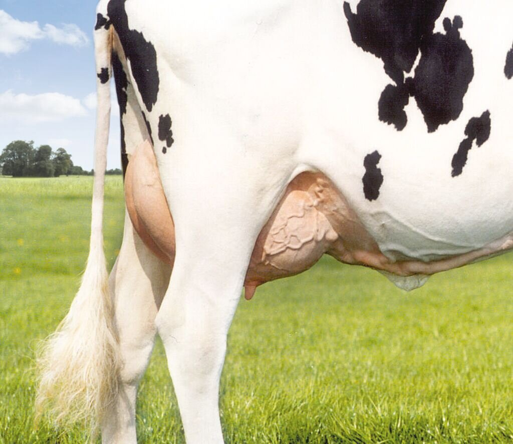 Предотвратить нарушения и восстановить здоровье печени — важная задача по поддержанию организма высокопродуктивной дойной коровы.