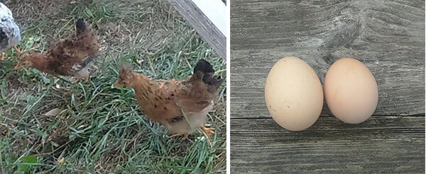 Свои куры несушки, утки, бройлеры . Фото автора блога.