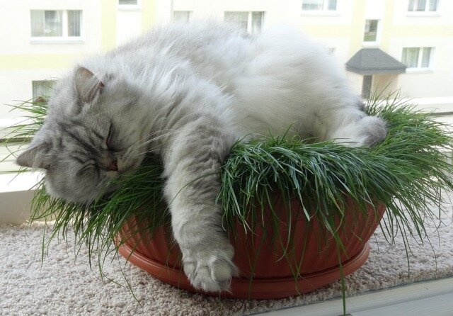 С пищевой зеленью у кота весьма незамысловатые отношения. Фото chemkormit.ru