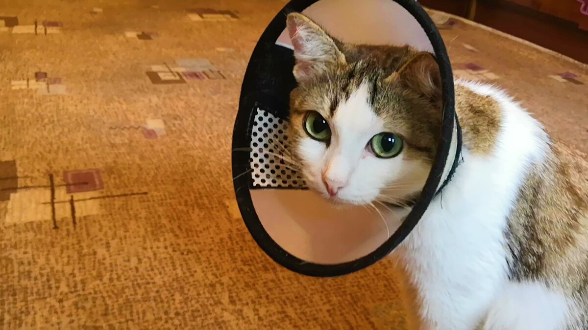 Муся. Пока в воротнике.