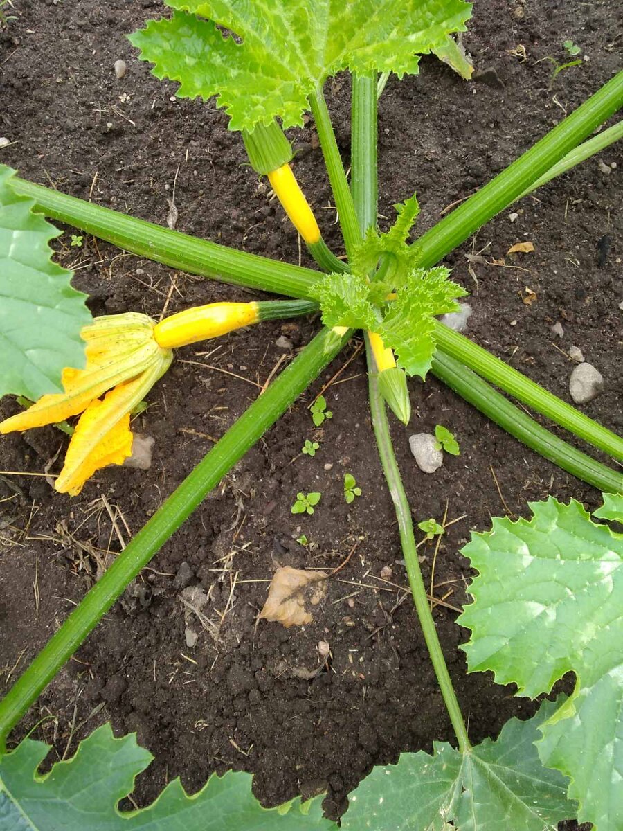 Цветут кабачки
