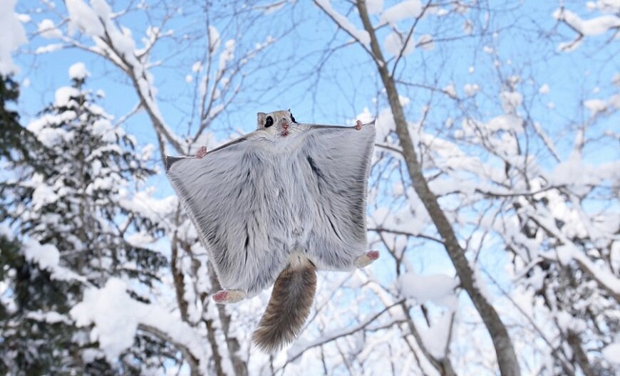  Белки водятся во всем мире. Но белку-летягу не часто можно встретить. В Сибири ее называют "летучая варежка".  Неужели этот грызун может летать? Прыжки этих зверьков достигают 80 метров в длину !