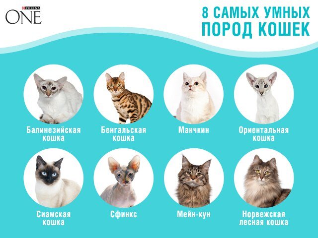 рейтинг самых умных кошек