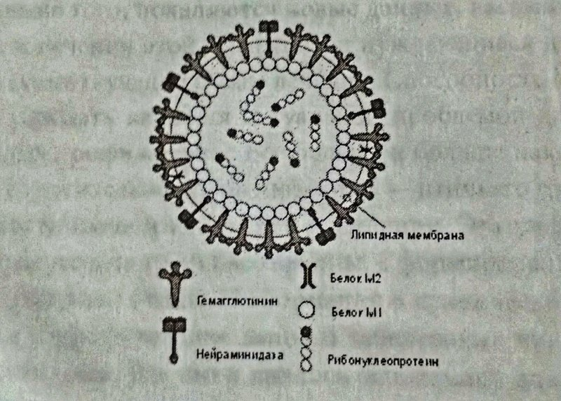 Вирус гриппа