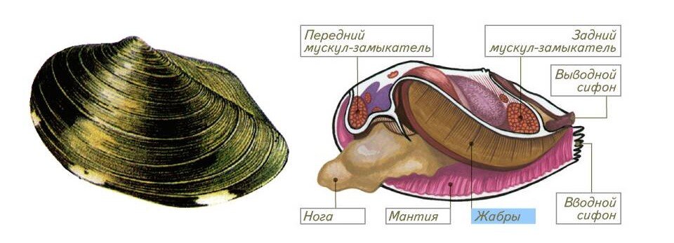 Мидии строение фото