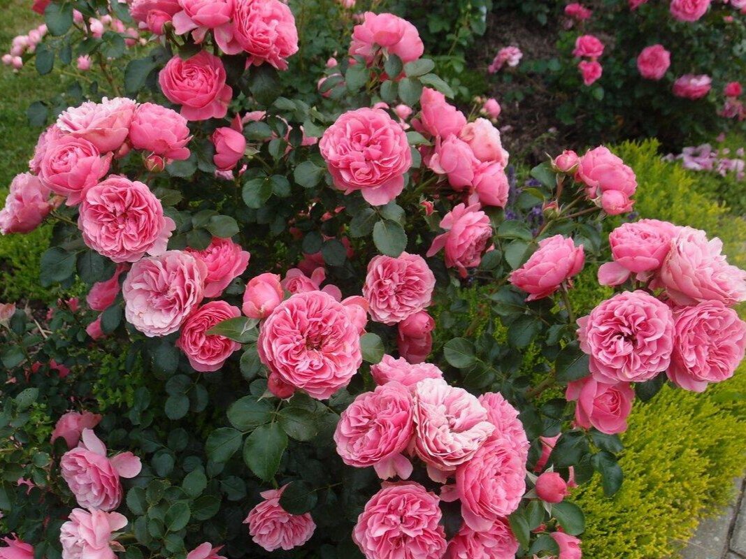 Роза Леонардо да Винчи. Фото: rose-nvr.ru