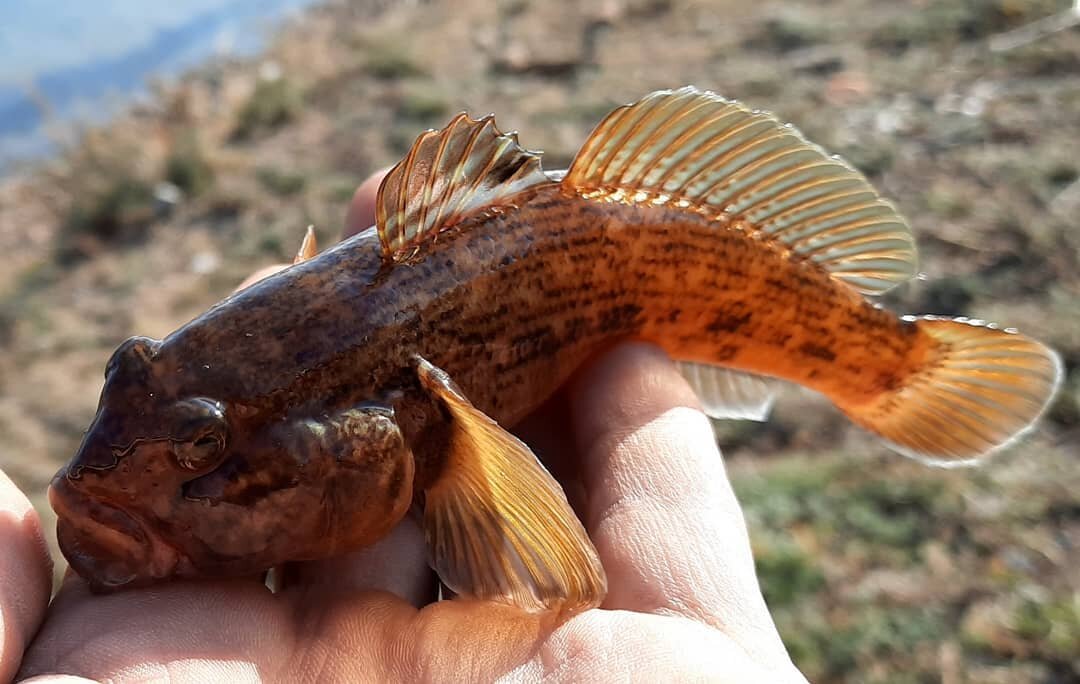 Ротан фото. Амурский ротан (Perccottus glenii. Ротан Звездочет. Рыба ротан Сибирский. Окунеобразные ротан.