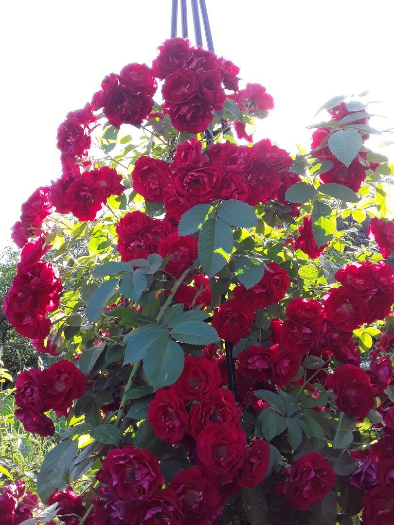 В моем саду давно растут другие розы, за три года их накопилось 87 кустов. На фото - плетистая роза Flammentanz