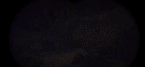 Нет, это не сцена из Animal Planet
