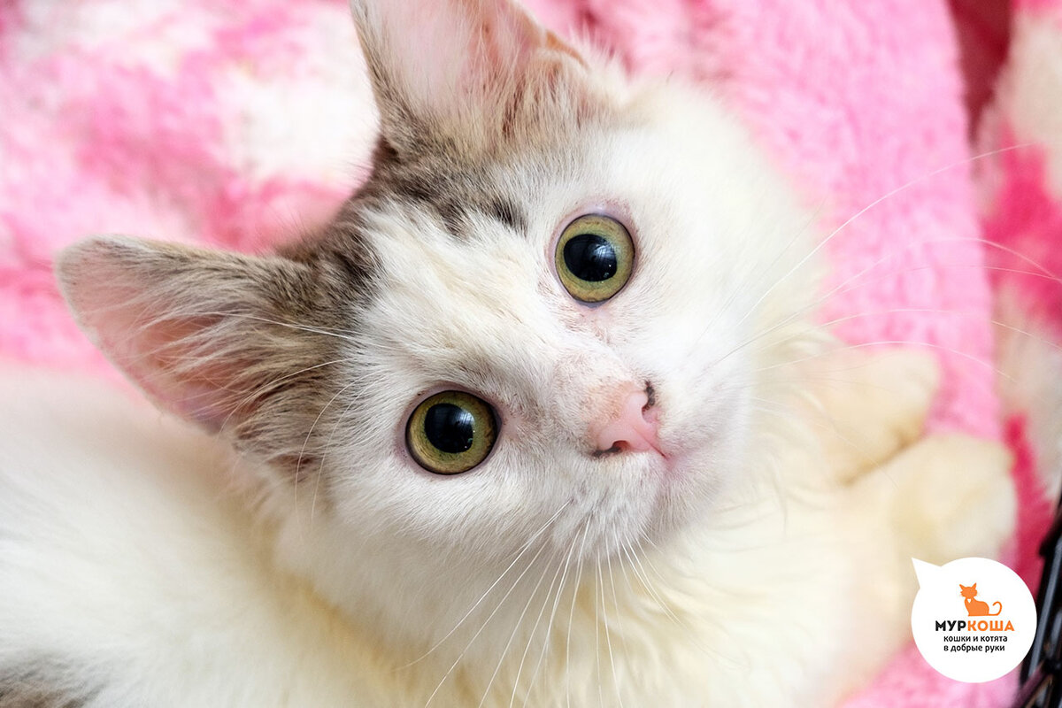 Кот Рушан, 1 год. Нашли крошечным рядом с подъездом жилого дома в болезненном состоянии. Очень активный, игривый, охотник, общительный, бесстрашный, дружелюбный. 28.04.20 - уехал домой, 05.10.20 - вернулся в центр, снова ищет дом. 