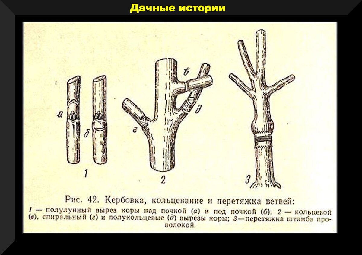 Забивать гвозди в ствол или не забивать? Панацея для начала плодоношения  или способ полностью сгубить дерево | Дачные истории | Дзен